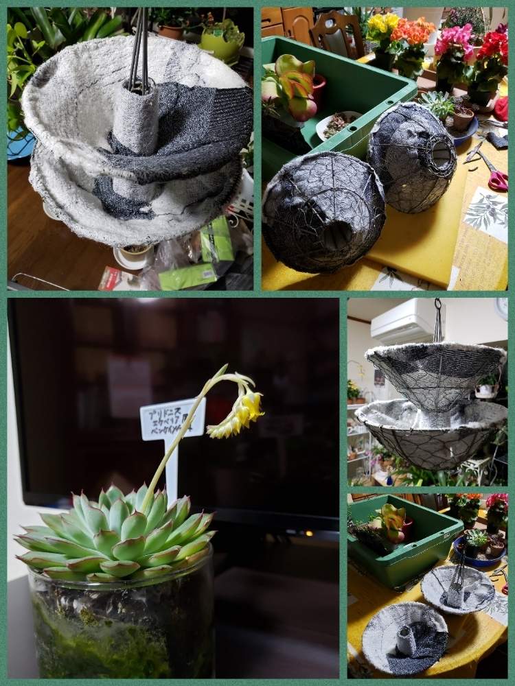 部屋の画像 by 天空のバラの五線譜さん | 部屋と多肉植物とハンギング・バスケット