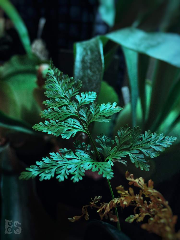 部屋の画像 by Esさん | 部屋とシダで幸せと植中毒と着生シダと草キチとシダはいいぞとシダ植物