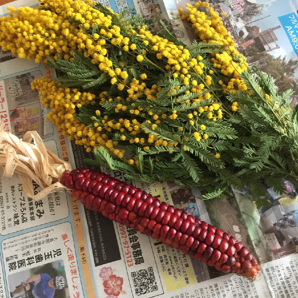 インテリアの画像 by yukkyさん | インテリアとミモザとジュエリーコーンと無加工picとニノ色とアラシックと奄美大島と可愛いモロコシと花のある暮らしとiPhone撮り