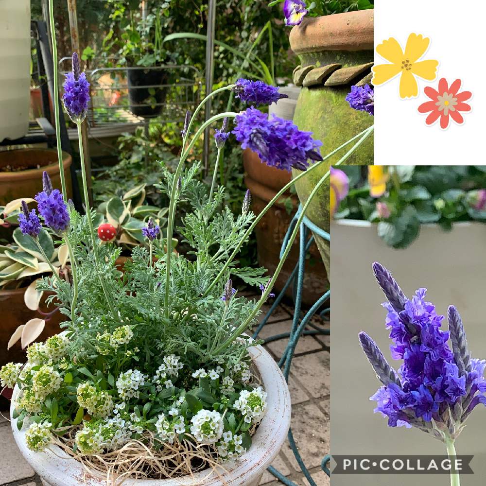 小さな庭の画像 by スイカさん | 小さな庭とレースラベンダー☆と花のある暮らしとスマホで撮影とアリッサム♡とかわいいな♡とチーム福岡