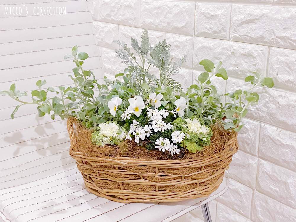 部屋の画像 by miccoஐ♡さん | 部屋とよせ植えとバスケットと緑ある暮らしとお花大好き♡とビオラ・パンジーと♯葉牡丹と心ほっこりとイベリス!とグリーン大好きと小花とガーデニングと花のある暮らしとGS皆様ありがとうとグリーンある暮らしとヘリクリサム・ペティオラレといやし♪と日本を元気に♡と白い花とおうちフラワーフォトコンテスト