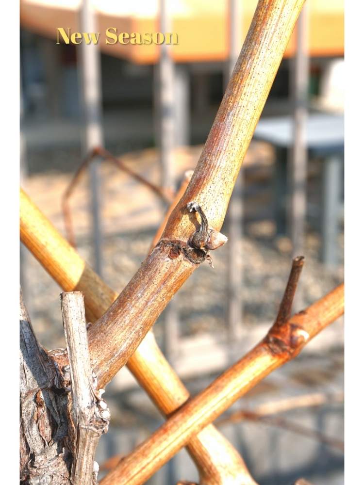 畑の画像 by toshi722さん | 畑とシャインマスカットとGrape Diary 2020と葉芽と家庭菜園と岐阜県と暖冬と家庭果樹と家庭菜園奮闘日記と美濃市