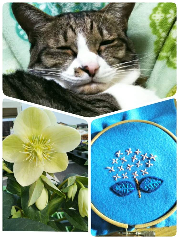 部屋の画像 by きき子さん | 部屋と花のある暮らしとネコと植物と花の刺繍とチーム愛知