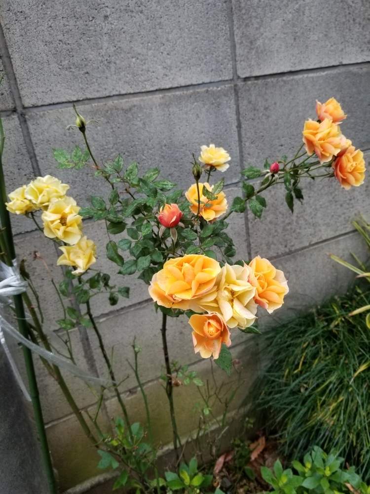 お出かけ先の画像 by ニワバラベラバラさん | お出かけ先と名前を教えて!