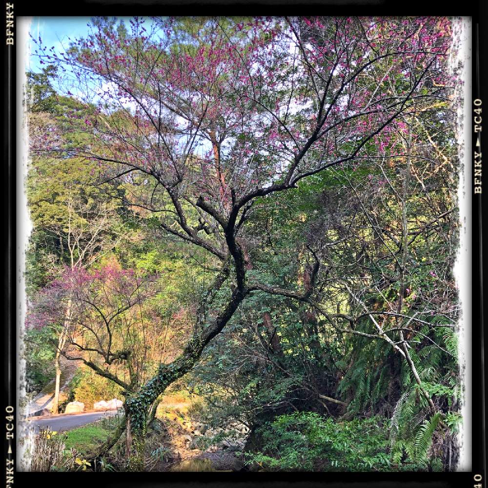 の画像 by Kazyanさん | 紅梅の花と紅梅シリーズ 和堂と梅シリーズ 和堂