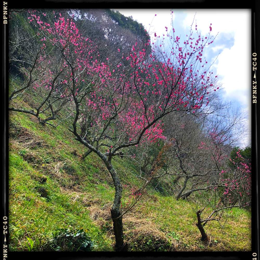 お出かけ先の画像 by Kazyanさん | お出かけ先と梅シリーズ Kazyanと紅梅の花と紅梅シリーズ 和堂と梅シリーズ 和堂