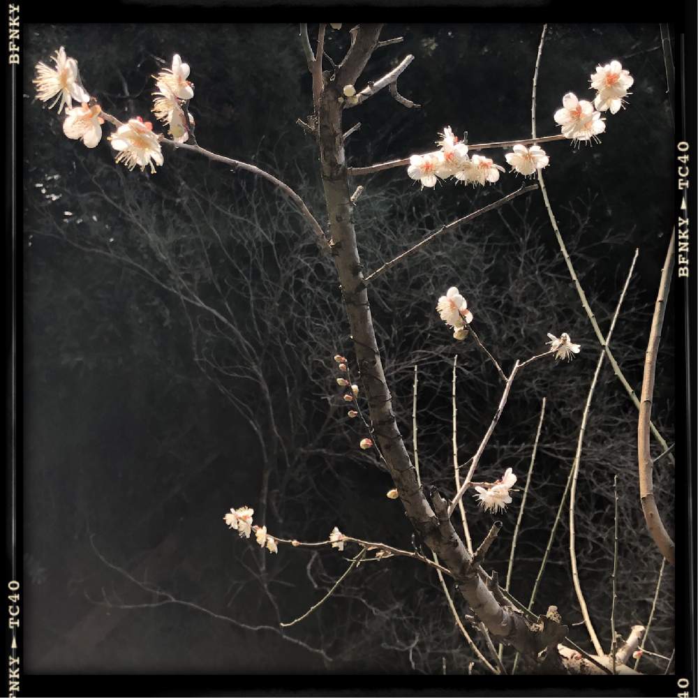 お出かけ先の画像 by Kazyanさん | お出かけ先と梅シリーズと白梅の花と白梅シリーズ 和堂と梅シリーズ 和堂