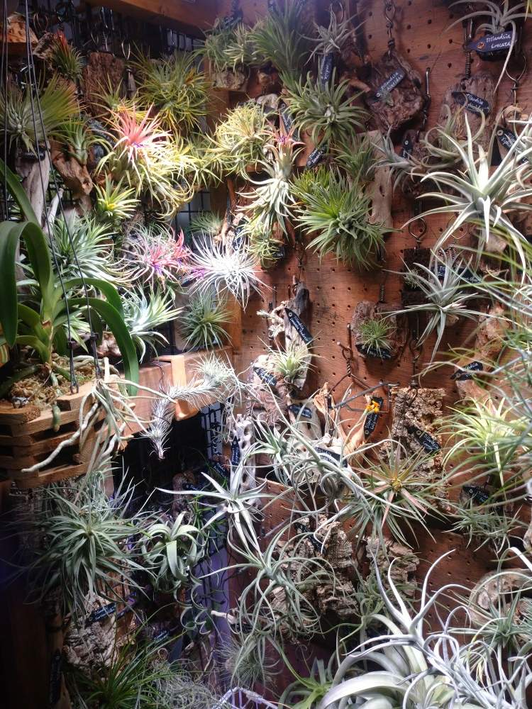 インテリアの画像 by ちょこぼっさん | インテリアと着生植物と室内植物ラックDIYと原種とハンキングと普及種と希少種と交配種とえせボタニストと植中毒とイオナンタ万歳同盟( ゚∀゚)人(゚∀゚ )と植物用LEDと冬のインテリアグリーンフォトコンと花のある暮らしと熱帯植物とチランジア中毒者とエアープランツ/チランジア