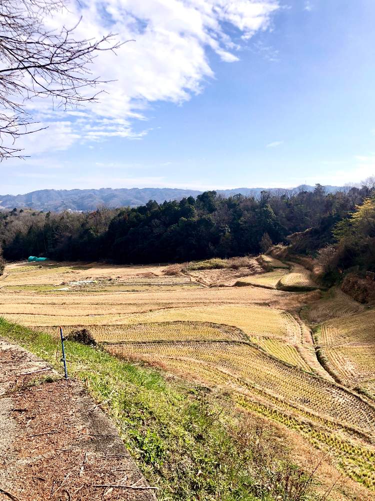 の画像 by 森のくまさんさん | 奈良県の田園とお気に入り♡と田舎大好きと仕事の合間、油売りより。とGreenSnapmarcheと花のある暮らしと皆さまの安全願います