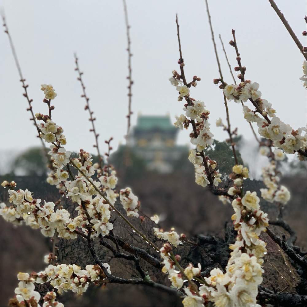 お出かけ先の画像 by Okavangoさん | お出かけ先と三春色と大阪城公園の四季と冬・OSAKAとThis morning!と大阪城梅林と大坂城とGSお出かけネットと城郭・天守閣