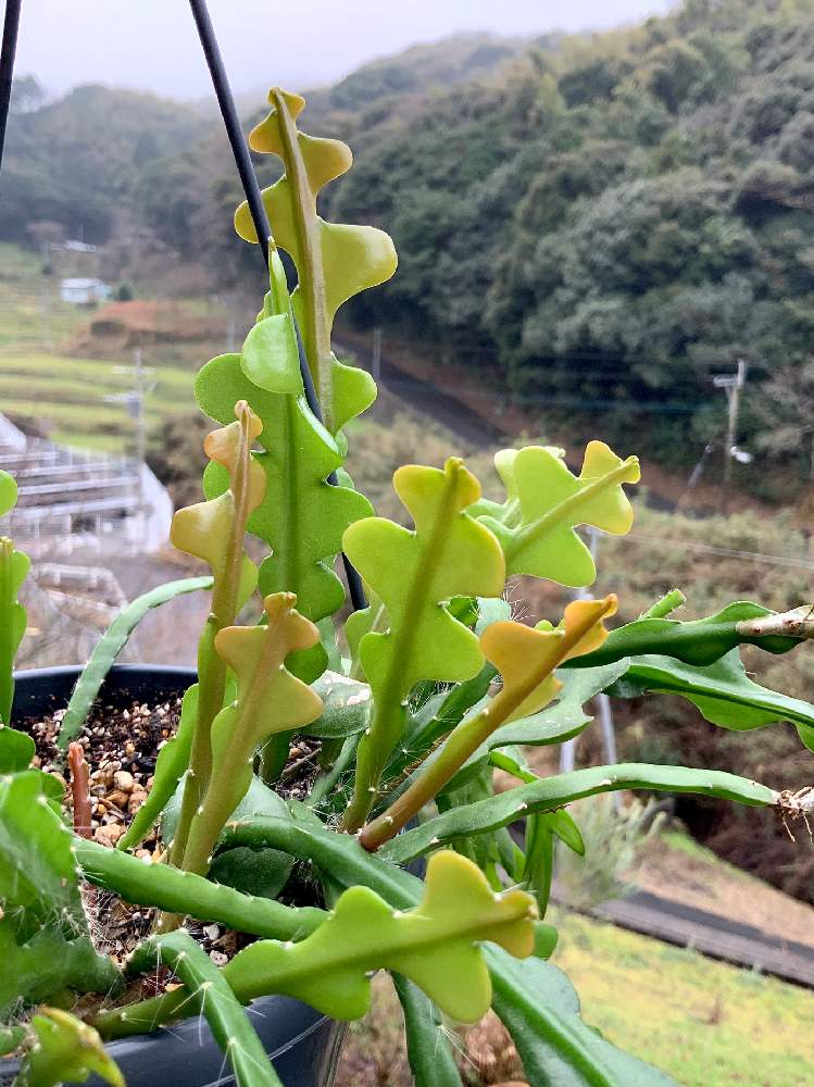 バルコニー/ベランダの画像 by 8787さん | バルコニー/ベランダと多肉植物と観葉植物と植物のある暮らしと フィッシュボーンカクタスと植中毒