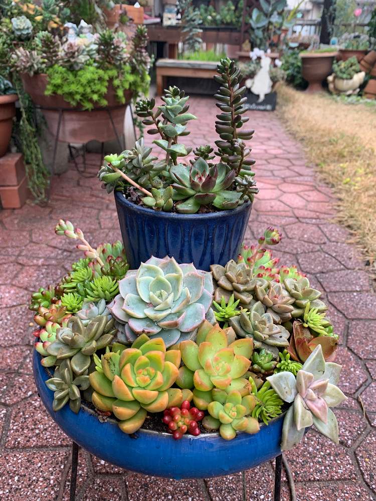 の画像 by ゆかりんさん | 多肉植物植え替えと多肉植物と多肉女子と多肉植物の紅葉と多肉寄せ植えと冬の多肉ちゃんとドライフラワー好き