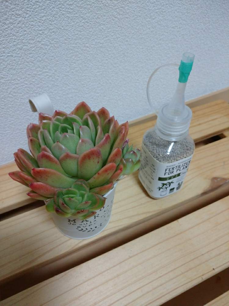 部屋の画像 by さっつんさん | 部屋とエケベリア ラズアガと多肉植物と子株ちゃんと多肉のある暮らしと多肉女子とトロピカルガーデン福袋と記録用と可愛い♡とトロピカルガーデン埼玉