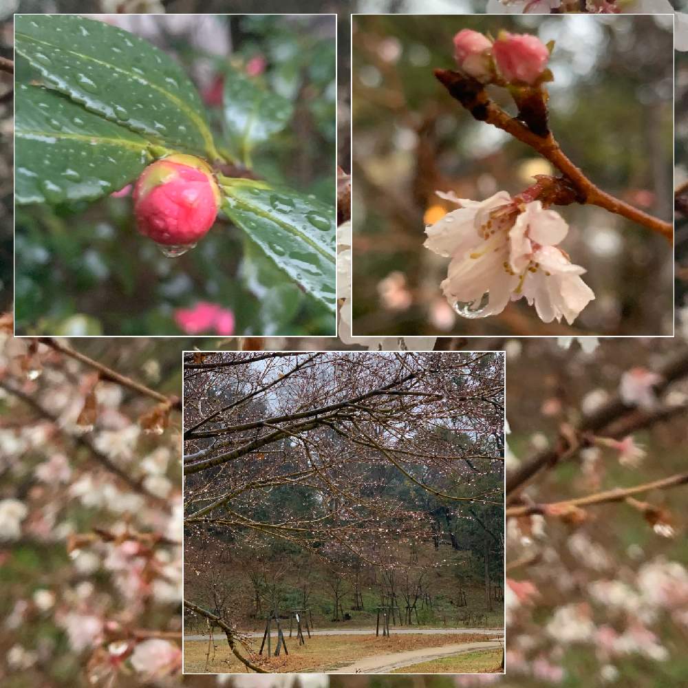 お出かけ先の画像 by Okavangoさん | お出かけ先と大阪城公園と冬・OSAKAと通勤快足