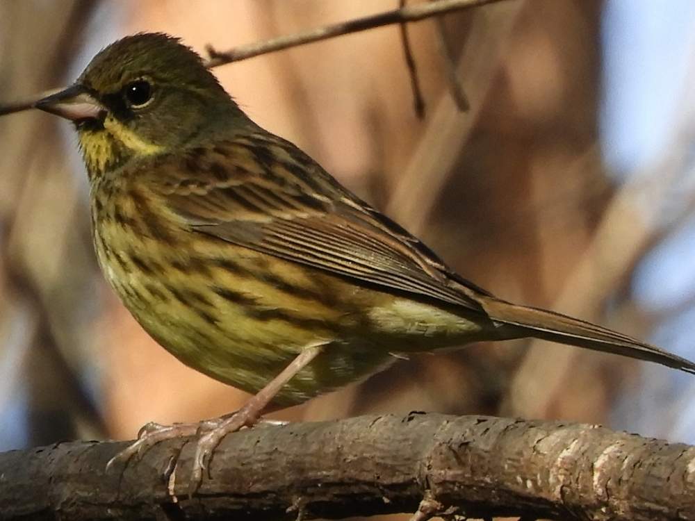 お出かけ先の画像 by さいたまつぼみさん | お出かけ先と埼玉万歳と魂込めてみたと野鳥と国営武蔵丘陵森林公園と埼玉県
