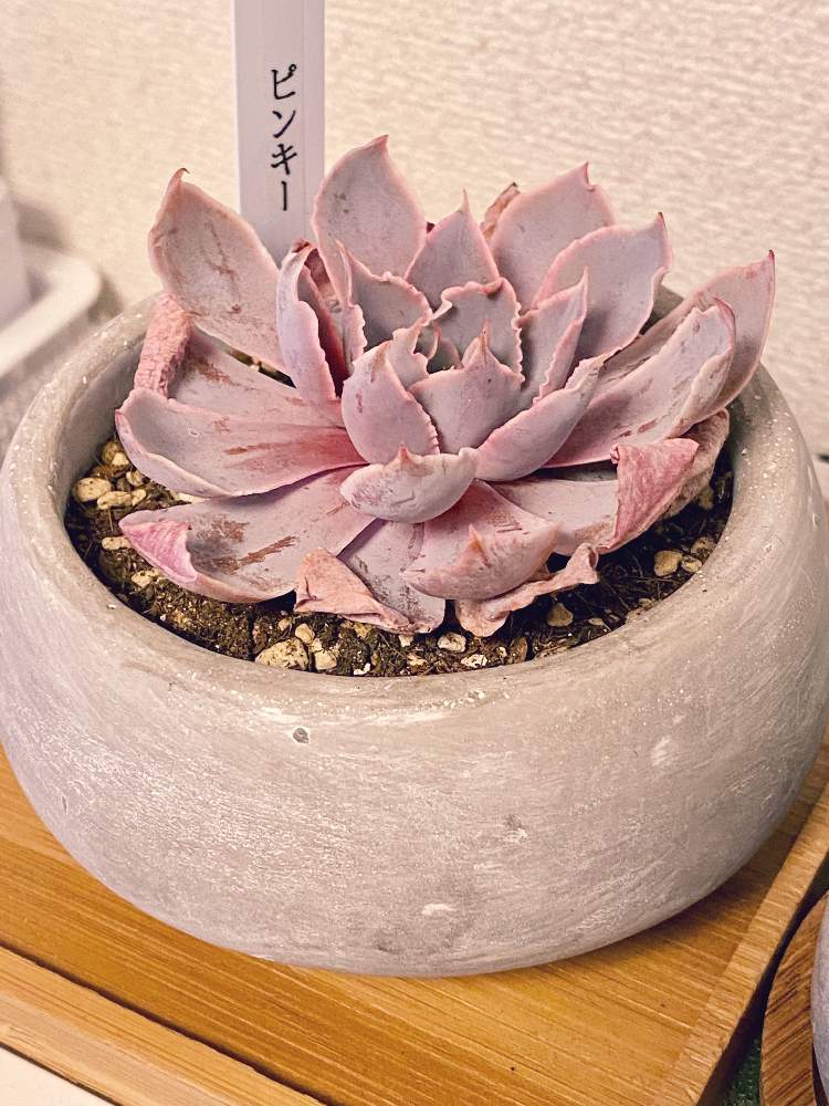 部屋の画像 by なおさん | 部屋とピンキーと多肉植物とピンキー✧とたのしみ♡と幸せと植物愛がとまらないとよろしくお願いしますと植物大好きとピンク❤︎ピンクと植物だいすきと大好きとバラみたいな多肉と植中毒と素人園芸と小さな幸せ♡とうれしい!と韓国苗と可愛いと乙女のピンク