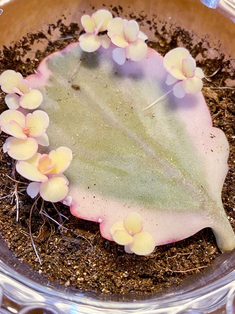 部屋の画像 by なおさん | 部屋と胡蝶の舞錦と多肉植物とたのしみ♡と幸せと植物愛がとまらないとよろしくお願いしますと植物大好きとピンク❤︎ピンクと植物だいすきと大好きと植中毒と赤ちゃんと素人園芸と小さな幸せ♡とうれしい!と胡蝶の舞錦✧と可愛いと乙女のピンクと葉挿しと新芽と錦の日