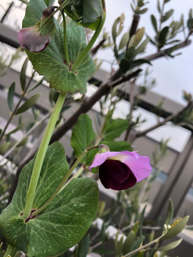 バルコニー/ベランダの画像 by ピノコさん | バルコニー/ベランダとエジプト豆と紫の花と収穫を待つとマメ科