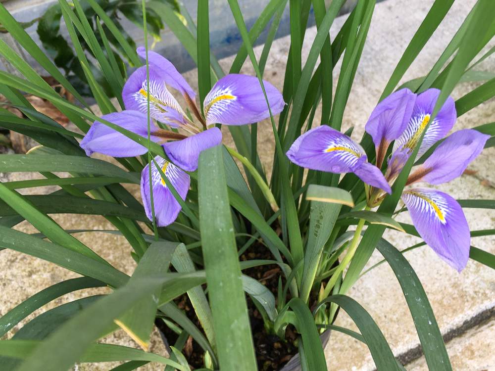 お出かけ先の画像 by HTさん | お出かけ先と花のある暮らしと冬を楽しむとふゆに負けないと寒咲きアヤメ☆