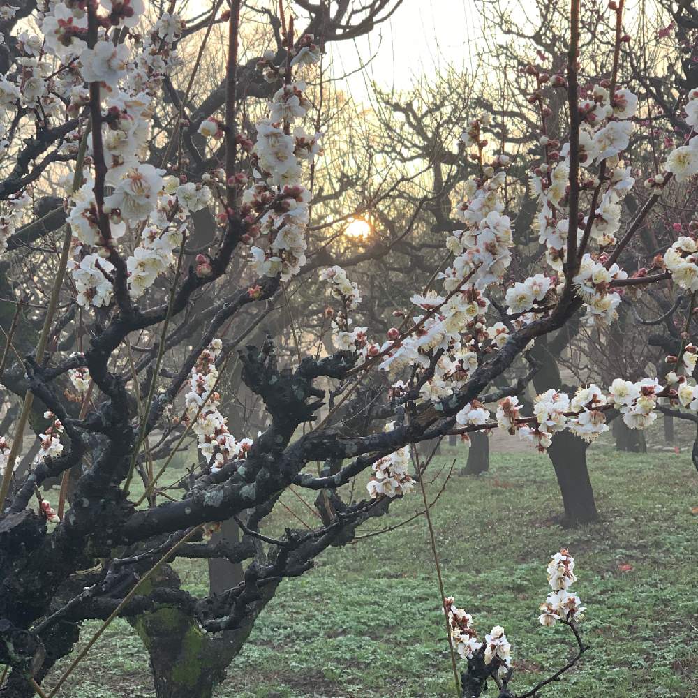 お出かけ先の画像 by Okavangoさん | お出かけ先と通勤快足と三春色と冬・OSAKAとThis morning!と大阪城梅林と大阪城公園とGSお出かけネット