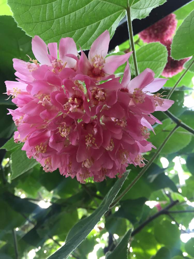 お出かけ先の画像 by ちーちゃんさん | お出かけ先とアオギリ科とドンベヤ ウォリッキー☆と温室の花とみかもやま公園