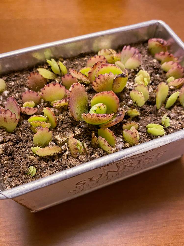 部屋の画像 by なおさん | 部屋と子宝草と多肉植物とたのしみ♡と幸せと植物愛がとまらないと子宝草☆とよろしくお願いしますと植物大好きと植物だいすきと大好きと植え付けと植中毒と赤ちゃんと素人園芸と小さな幸せ♡とうれしい!と可愛いと新芽