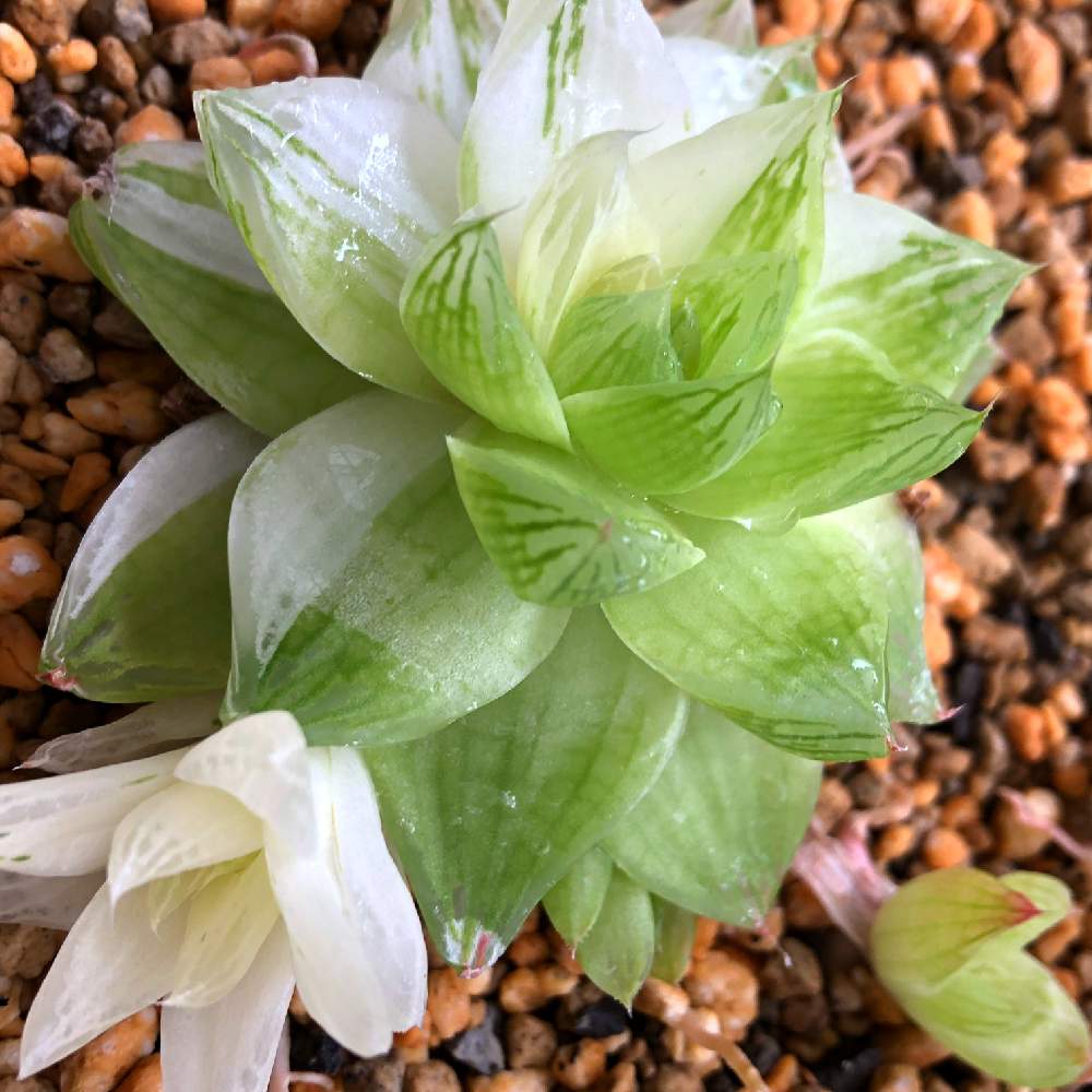 エクステリアの画像 by FunC+さん | エクステリアと多肉植物と多肉女子とタニラーと花のある暮らしとsucculentと錦の日
