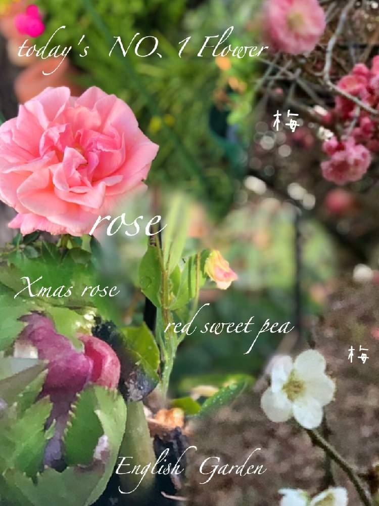 小さな庭の画像 by イングリッシュガーデンさん | 小さな庭とクリスマスローズとスイートピーと薔薇とうめとうめと冬に咲く花フォトコンとかわいい♡と愛知県豊橋市とバラ・修景バラとGS映えと綺麗なお花とお庭の植物とEGコラージュと可愛いと花のある暮らしとGSアダルトチームとかわいいな♡と色合いがキレイとEGお出かけ先
