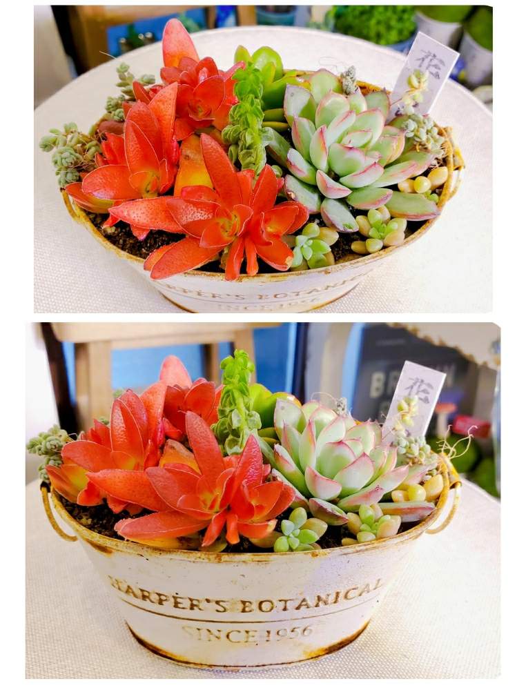 エントランスの画像 by _little_birdy_さん | エントランスとセダム属と多肉植物とクラッスラ属と寄せ植えと100均多肉と多肉植物のある暮らしとエケベリア属とペペロミア コルメラさん