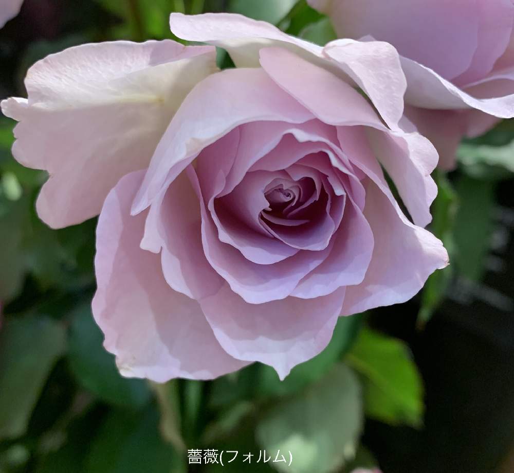 お出かけ先の画像 by カタバミさん | お出かけ先と薔薇(フォルム)