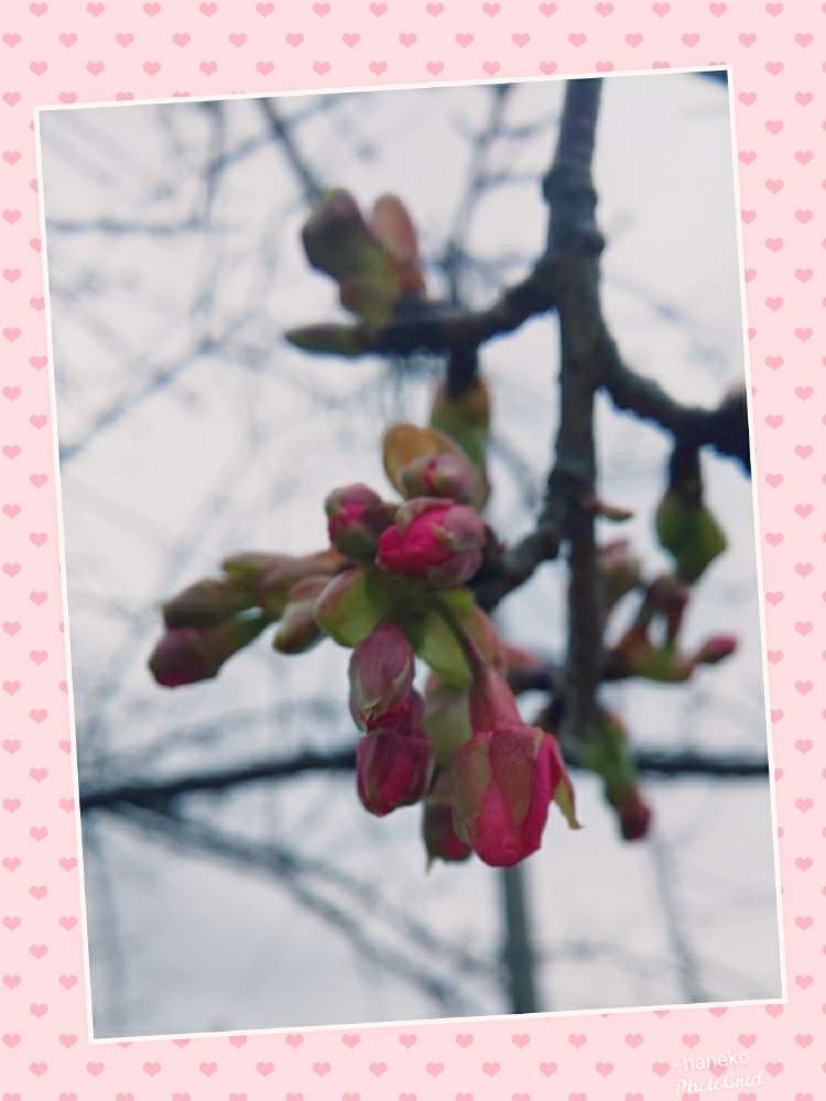 お出かけ先の画像 by はねこさん | お出かけ先とお散歩にてと和風と川沿いの花*花とピンクのお花と花のある暮らしと可愛いらしいお花と優しい気持ちになれる