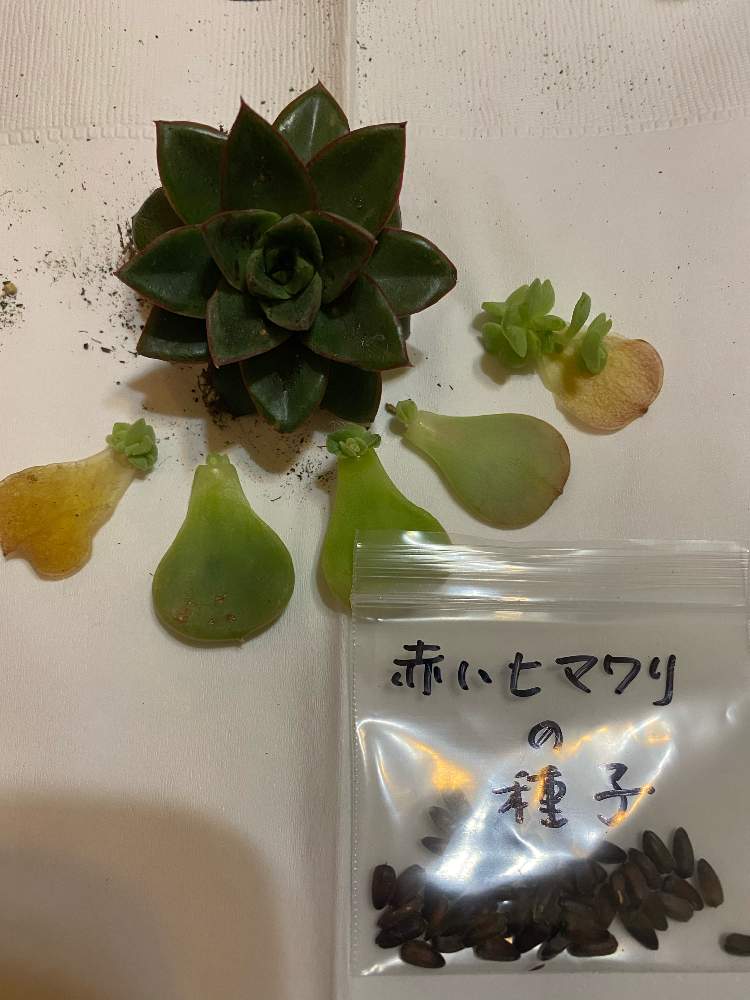 キッチンの画像 by コウモリランさん | キッチンと感激便