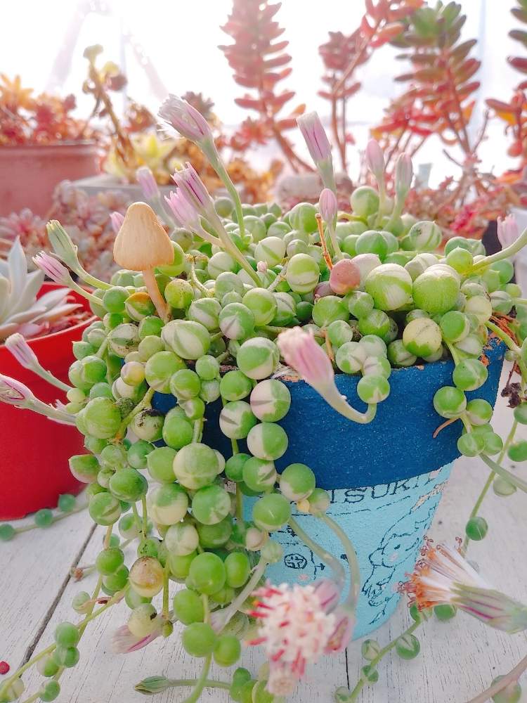 テラスの画像 by ちこりんさん | テラスと花芽とHTCと冬に咲く花フォトコンとバラと夢CLUBとリメ鉢と多肉女子とたに倶楽部とリメ缶・リメ鉢と花のある暮らしとHTC社員とげんき!とたにおたくらぶと多肉花芽と錦の日