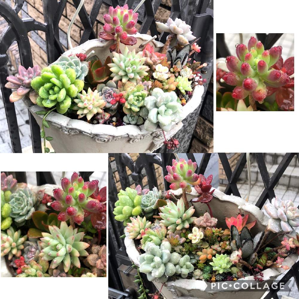 の画像 by りーさん | 多肉植物と葉挿しっ子と可愛い多肉と多肉大好きと真っ赤な多肉と紅葉する多肉とピンクの多肉と多肉植物寄せ植えと素敵な色合いと多肉女子と多肉との暮らしと多肉寄せ植え