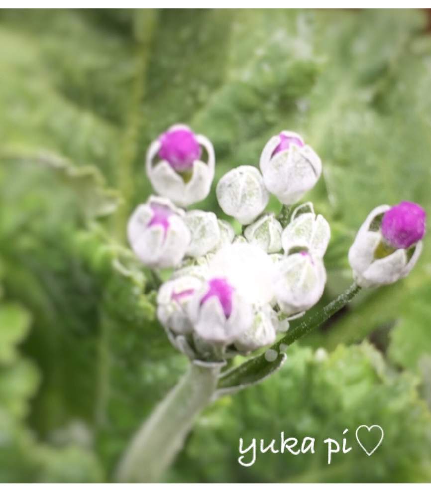 小さな庭の画像 by ゆかぴさん | 小さな庭とピンクの花と癒しとサクラソウ♡とつぼみとはると花のある暮らし