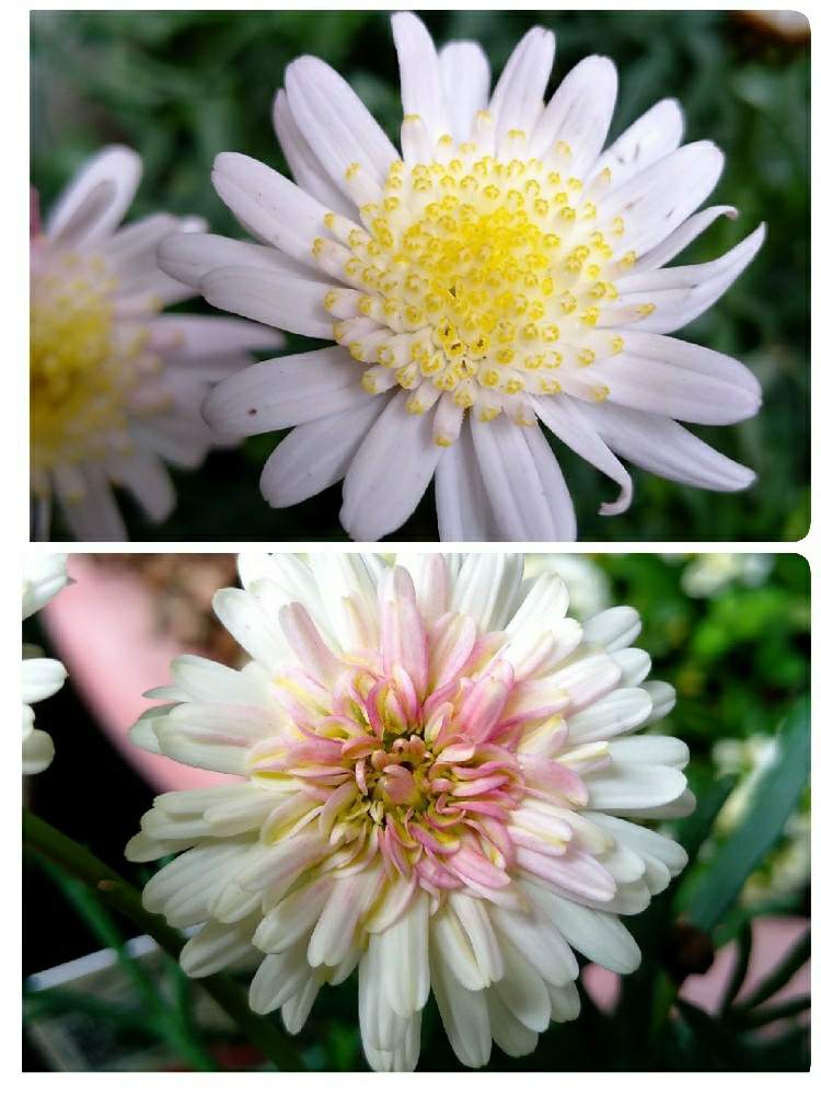 小さな庭の画像 by hanabiraさん | 小さな庭とマーガレットと鉢植えと庭の花と季節の花と花のある暮らし