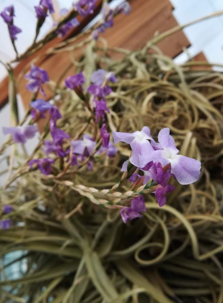 お出かけ先の画像 by 巫女歩さん | お出かけ先とチランジアとチランジア ドゥラティと紫の花と着生植物とTHE FARM UNIVERSAL