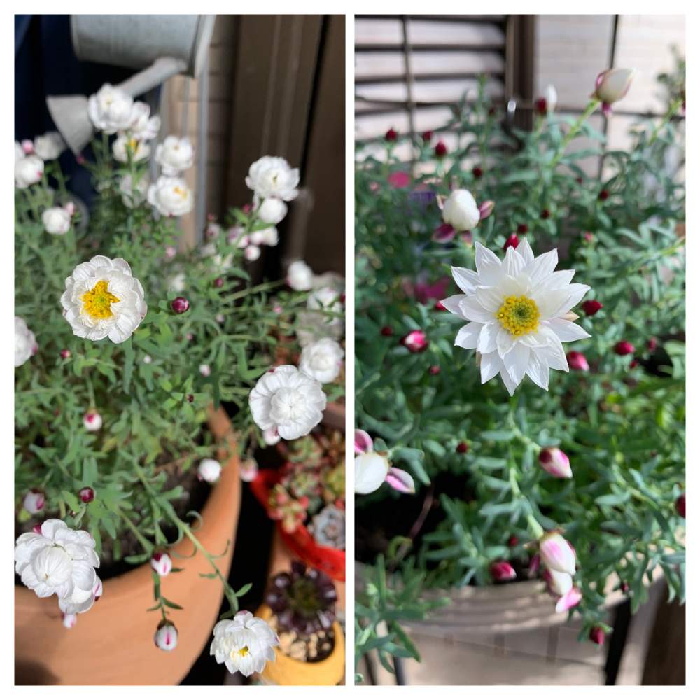 の画像 by ゆかりんさん | 花かんざし。と多肉女子と2種類の花かんざし