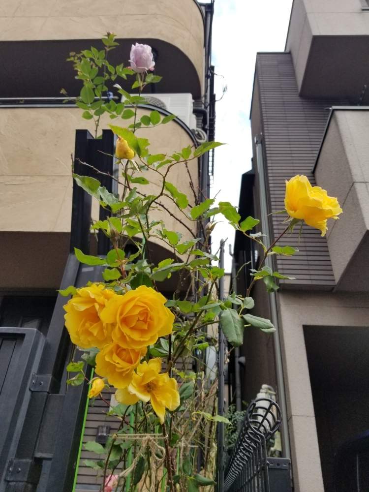小さな庭の画像 by ニワバラベラバラさん | 小さな庭とブルームーンとヘンリーフォンダとばら バラ 薔薇と培養土を考える倶楽部とバラの大苗と藤色の花と紫色の花とバラ 鉢植えと藤色と黄色と花ちゃん培養土と鉢ロザリアンとブルームーン♡と花のある暮らしとばら 薔薇 バラとバラ・ミニバラと暖冬