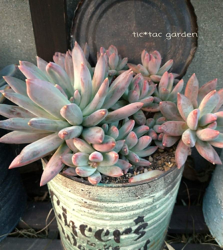棚の画像 by tic_tac_gardenさん | 棚と紅葉する多肉と多肉のある暮らしと植中毒とtic* tac gardenと多肉女子とjunkgardenとリメイク缶と多肉多肉多肉とsucculent
