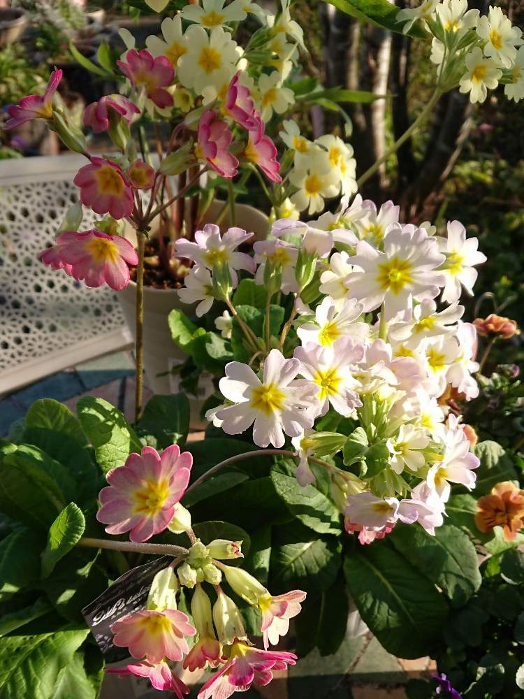 の画像 by のりりんの森さん | エムズ セレクション プリムラとキュンキュン乙女倶楽部と可愛いお花達と軒下ロードと㊗️三周年記念投稿