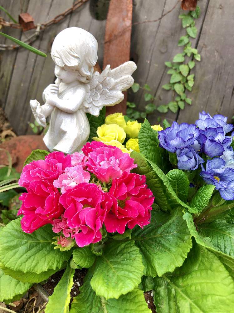 小さな庭の画像 by ❤︎15さん | 小さな庭と薔薇咲きジュリアンと冬に咲く花フォトコンとGS映えと植中毒と可愛いがぁ❤︎とバラと夢CLUBと多肉2016同期とエンジェル祭りとガーデン❤︎と花のある暮らしと花の16年組♡と花も多肉も好きとプレミアムプリムラ いちごのミルフィーユとサビサビ❤︎