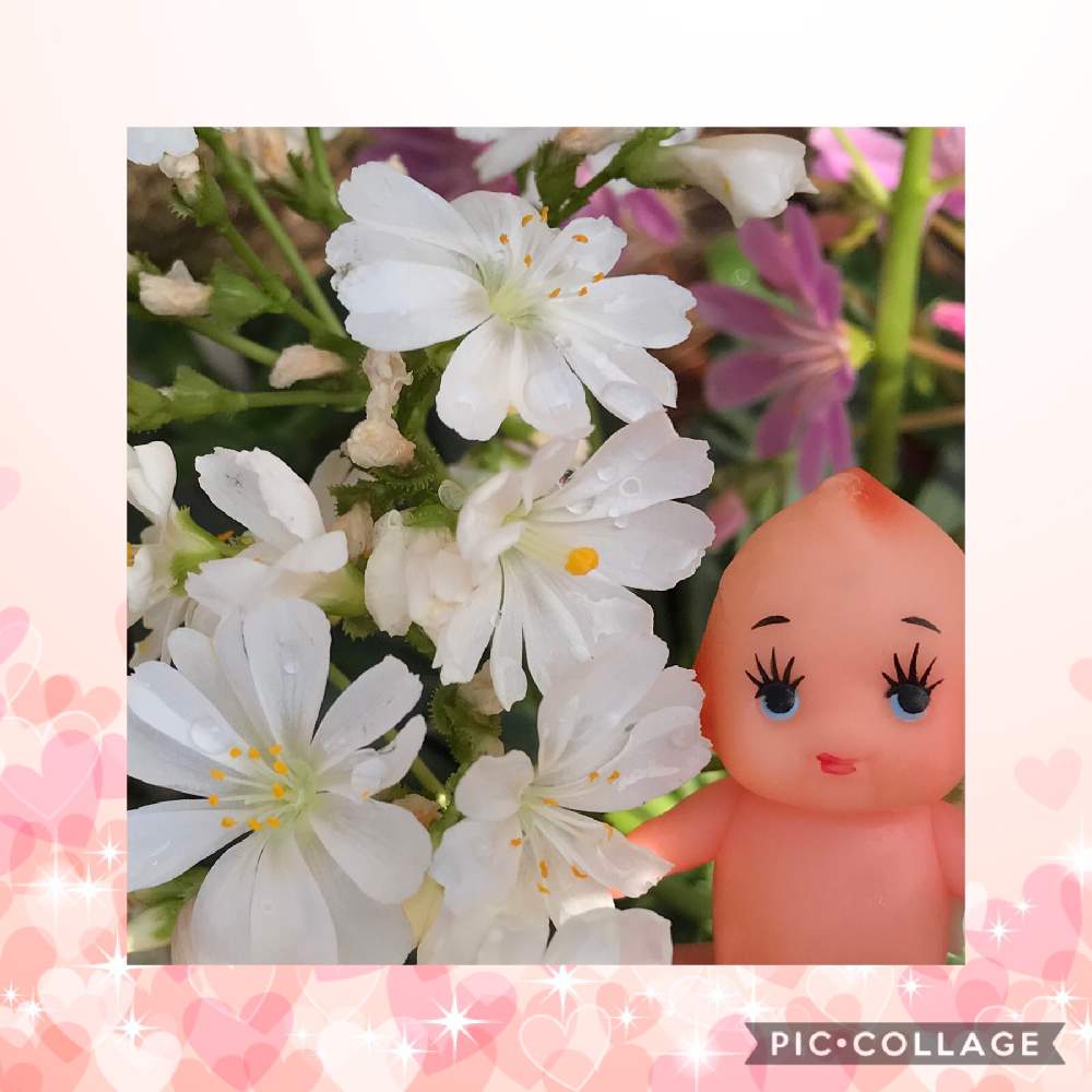 小さな庭の画像 by nakayoshi1さん | 小さな庭とキュンキュン乙女倶楽部としぞーか勢と レウィシアとバラと夢CLUBとエンジェル祭りと白い花とキューピーとたにおたくらぶ