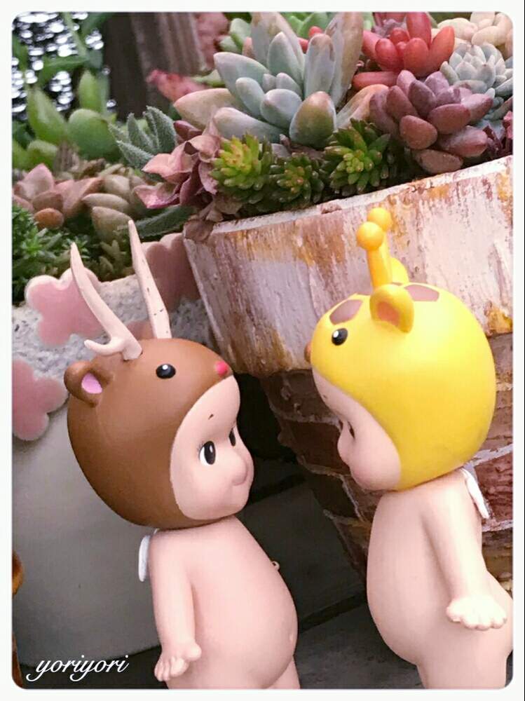 小さな庭の画像 by yoriyoriさん | 小さな庭と多肉色々とボチボチ頑張ろと自己満足♡とお疲れ様です♡と今日もありがとうと今週もヨロシク♥️と感謝の気持ち♬とHTC No.51と今日も笑顔でとひやみかち首里城!とエンジェル祭りと花の16年組♡と良い週末を♪とキューピーとチーム福岡と幸せ気分♡♡
