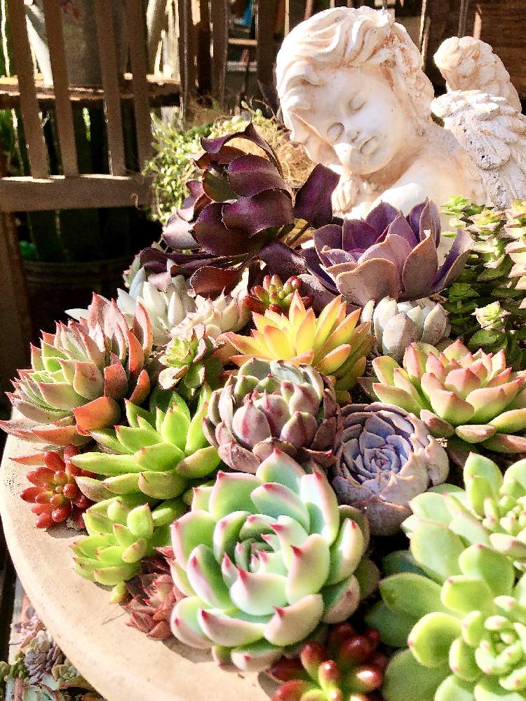 小さな庭の画像 by ❤︎15さん | 小さな庭と多肉植物とGS映えと植中毒とミッドナイト投稿と可愛いがぁ❤︎とバラと夢CLUBと多肉2016同期と多肉女子とエンジェル祭りとミットもナイ投稿…笑と花の16年組♡と多肉小屋❤︎と花も多肉も好き
