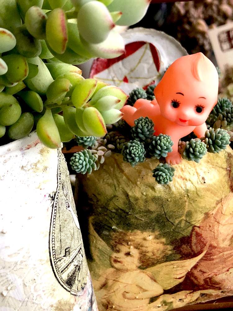 バルコニー/ベランダの画像 by くるとん**さん | バルコニー/ベランダとペンデンスとセダム属 マジョールとセダム属と多肉植物とたにおたくらぶNo.147と神奈川タニラーとno green no lifeと緑のある暮らしとほーちゃんQPと多肉ラボ©とエンジェル祭りとたにおたくらぶと繋がりに感謝✨