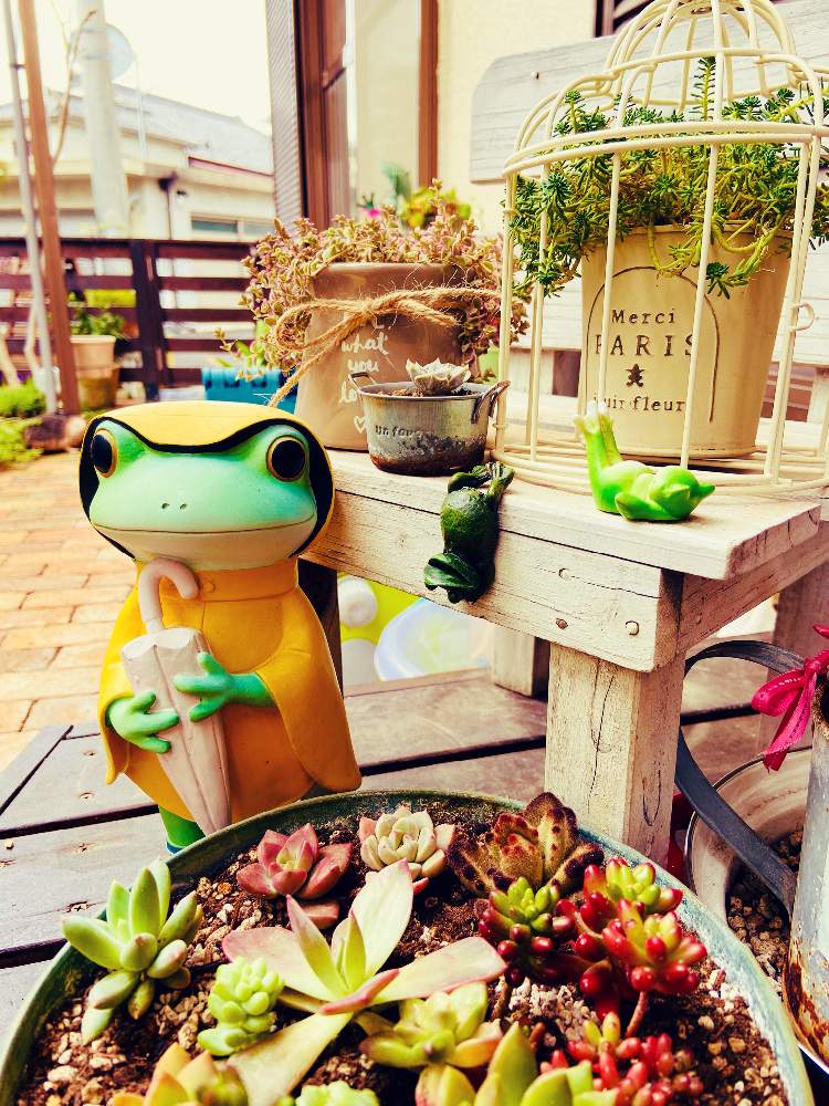 小さな庭の画像 by Yumiさん | 小さな庭と多肉植物と植物のある暮らしと多肉大好きと植物大好きとかえるの置物と多肉女子と花のある暮らしとお花は癒しと多肉多肉多肉