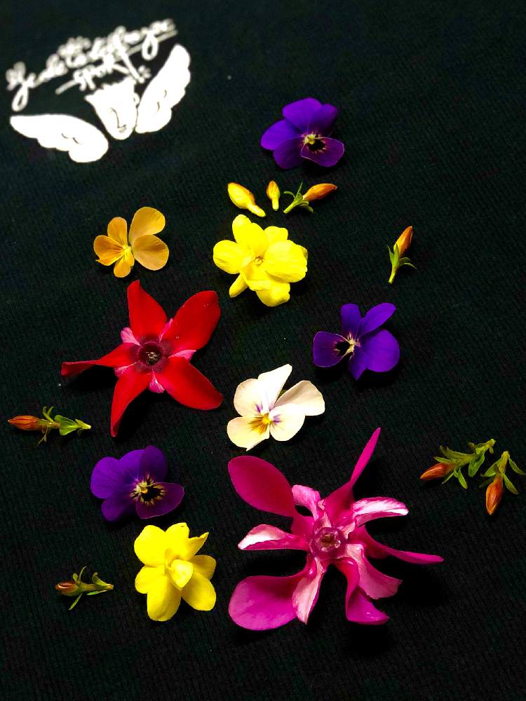 部屋の画像 by 午後の庭さん | 部屋とシクラメンとビオラとオウバイと赤色の花と山野草大好き協会と黄色い花とエンジェル祭りと心和むひと時を…とピンク色の花と花のある暮らしとお庭のお花を飾ろう!と切り花