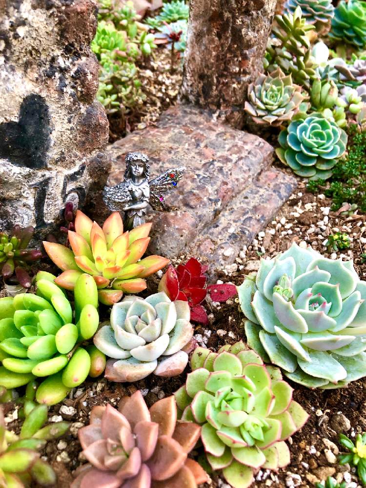 小さな庭の画像 by ❤︎15さん | 小さな庭と多肉植物と多肉ランド❤︎とモルタル造形とわが家の多肉スペースとGS映えと植中毒と可愛いがぁ❤︎とバラと夢CLUBと多肉2016同期と多肉女子とエンジェル祭りと花の16年組♡と地植えと花も多肉も好きと多肉地植え