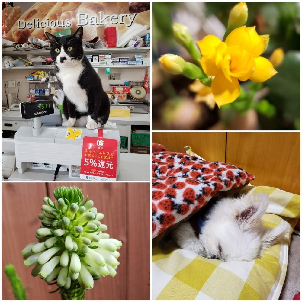 部屋の画像 by 雪花子さん | 部屋とエリカとカランコエと楽しんでますとお花大好きとGSのみなさんに感謝♡と癒しの空間とGS依存症と花に癒される